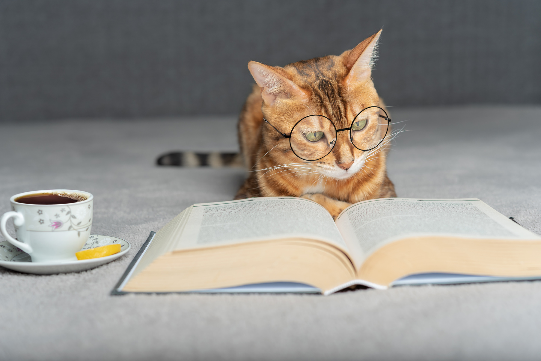 Domestic cat with glasses reads a book.