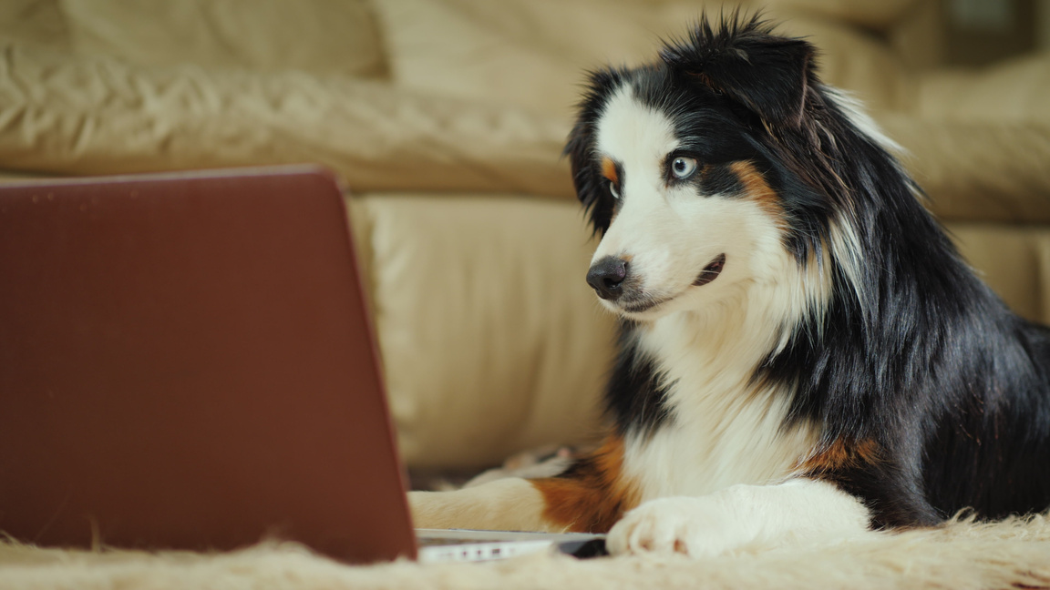 The Australian Shepherd dog looks at the video on the laptop screen. Funny video with animals concept